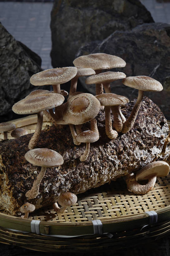 无人,竖图,俯视,室内,特写,白天,石头,蔬菜,许多,阴影,朦胧,模糊,新鲜,反射,石子,影子,菌菇,食品,棕色,树桩,很多,菌类,竹扁,树,树干,食物,一个,木桩,食用菌,有机食品,绿色食品,竹编,单个,真菌,石块,岩石,彩图,高角度拍摄,shjb1