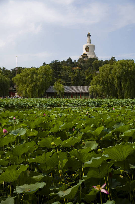 公园,竖图,彩色,室外,白天,旅游,度假,建材,美景,名胜古迹,标志建筑,地标,建筑,莲花,北海公园,北京,中国,亚洲,遗迹,瓦片,屋顶,瓦,古迹,文物,娱乐,建设,古建筑,白塔,墙壁,红色,蓝色,绿色,享受,休闲,旅游胜地,放松,摄影,建造,莲花池,中国文化,莲,建筑材料,古文明,东亚,屋瓦,中华人民共和国,彩图,旅行,目的地,屋面瓦,bj174