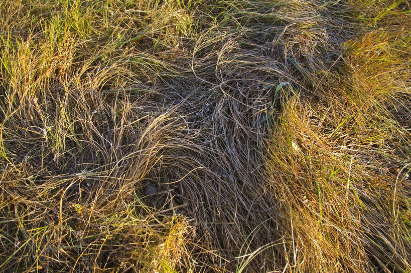 横图,室外,白天,秋季,沙漠,叶子,坝上,中国,亚洲,高原,草,旅游胜地,摄影,东亚,内蒙古,中华人民共和国,砂石,秋,秋天,彩图,bj174