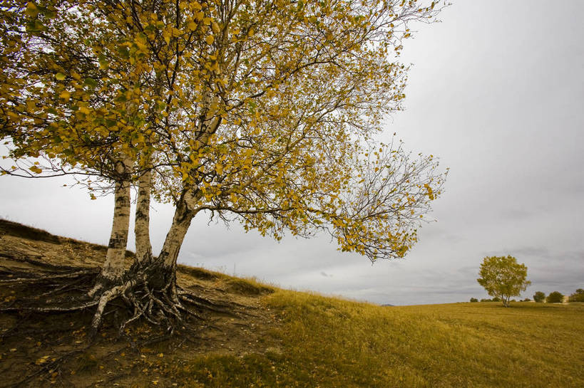 横图,室外,白天,草地,秋季,沙漠,叶子,坝上,中国,亚洲,高原,枯叶,落叶,树木,天空,旅游胜地,摄影,东亚,内蒙古,中华人民共和国,砂石,叶,叶片,秋,秋天,彩图,bj174