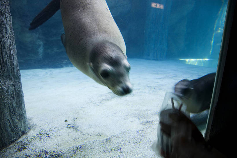 人群,横图,彩色,室内,白天,旅游,度假,美景,城市风光,城市,香港,中国,亚洲,行人,游客,游人,表演,鱼,图片,景观,美丽,娱乐,鱼类,路人,旅客,海洋馆,海洋公园,享受,休闲,旅游胜地,景色,放松,摄影,观看,海滨,参观,东亚,海底动物,中华人民共和国,繁荣,绚丽,发达,过客,海,旅游者,彩图,旅行,bj174
