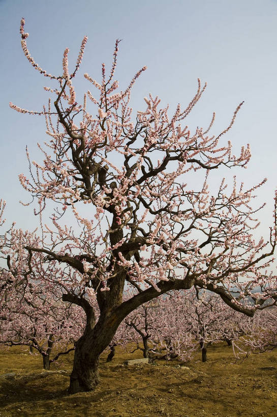 公园,竖图,彩色,室外,白天,旅游,度假,草地,桃花,北京,中国,亚洲,花,树,桃树,自然,春天,休闲,旅游胜地,景色,竖,摄影,矗立,美好,耸立,东亚,中华人民共和国,挺立,旅行,bj174