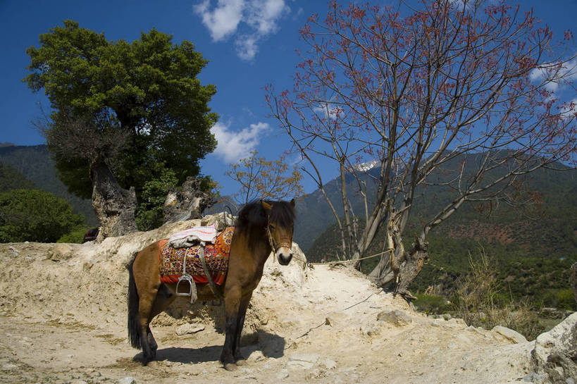 横图,彩色,旅游,度假,名胜古迹,山,标志建筑,地标,建筑,马,中国,亚洲,遗迹,景观,云,古迹,文物,娱乐,建设,古建筑,云南,天空,自然,享受,休闲,旅游胜地,景色,放松,摄影,地理,自然风光,古文明,东亚,地貌,中华人民共和国,旅行,地质,白水台,bj174