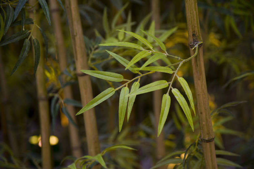 横图,彩色,特写,纯洁,植物,竹子,北京,中国,亚洲,阴影,局部,艺术,造型,反射,光影,影子,竹叶,光,竹林,摄影,部分,高雅,东亚,中华人民共和国,奉献,质朴,正直,担当,竹,奋进,操守,四君子,岁寒三友,性坚,虚怀,虚心,善群,卓尔,bj174