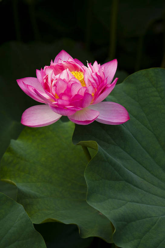 竖图,彩色,室外,特写,白天,植物,中国,亚洲,观赏,荷叶,美丽,花,花朵,花卉,自然,竖,摄影,矗立,美好,耸立,东亚,中华人民共和国,挺立,荷花,bj174