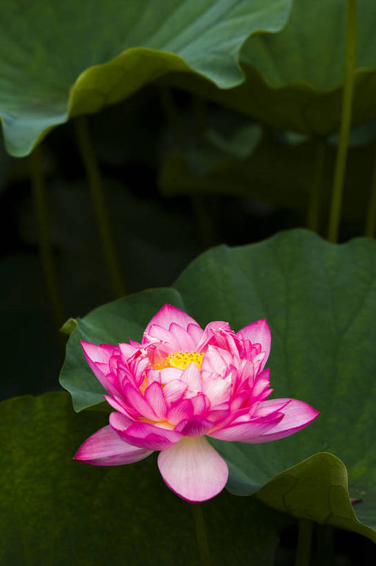 竖图,彩色,室外,特写,白天,植物,中国,亚洲,观赏,荷叶,美丽,花,花朵,花卉,自然,竖,摄影,矗立,美好,耸立,东亚,中华人民共和国,挺立,荷花,bj174