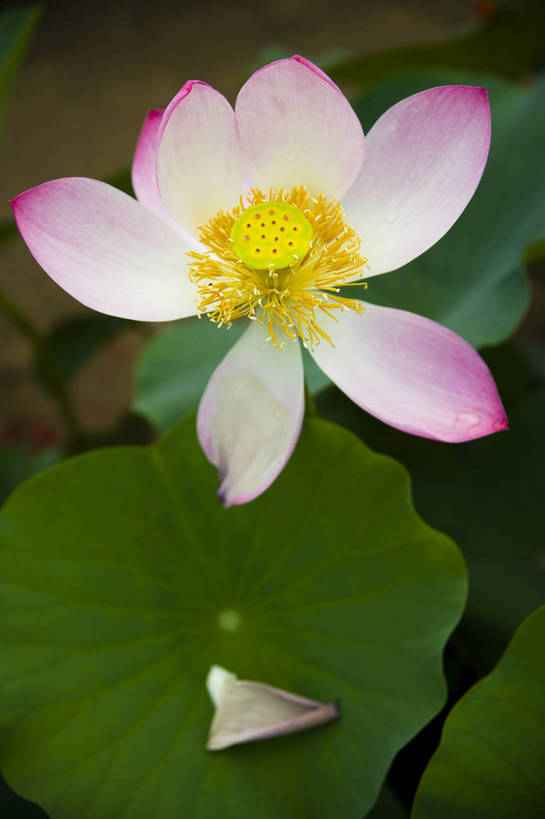 竖图,彩色,室外,特写,白天,植物,中国,亚洲,观赏,荷叶,美丽,花,花朵,花卉,自然,竖,摄影,矗立,美好,耸立,东亚,中华人民共和国,挺立,荷花,bj174