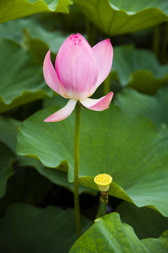 竖图,彩色,室外,特写,白天,植物,中国,亚洲,观赏,荷叶,美丽,花,花朵,花卉,自然,竖,摄影,矗立,美好,耸立,东亚,中华人民共和国,挺立,荷花,bj174