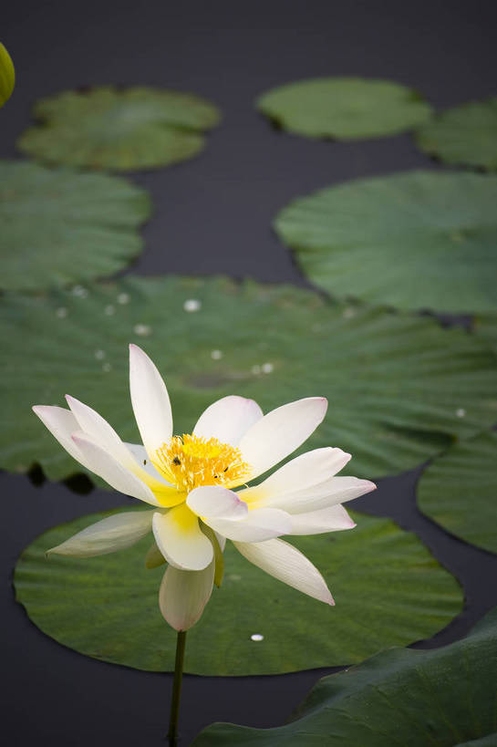 竖图,彩色,室外,特写,白天,植物,中国,亚洲,观赏,水池,荷叶,美丽,花,花朵,花卉,自然,竖,摄影,荷塘,矗立,美好,耸立,东亚,中华人民共和国,挺立,荷花,bj174