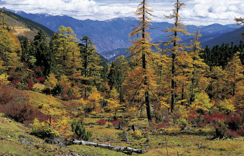 横图,彩色,室外,白天,旅游,度假,名胜古迹,森林,树林,雪山,标志建筑,地标,建筑,中国,亚洲,遗迹,景观,云,红叶,美丽,古迹,文物,娱乐,建设,古建筑,云南,天空,自然,享受,休闲,远景,旅游胜地,放松,摄影,人文景观,白桦,空旷,美好,古文明,东亚,白马雪山,中华人民共和国,幽静,秋天,旅行,bj174