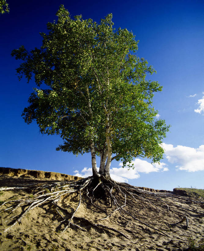 竖图,室外,白天,草地,草原,美景,树林,坝上,中国,亚洲,景观,蓝天,自然,一棵树,景色,竖,摄影,晴朗,矗立,近景,自然风光,耸立,东亚,内蒙古,中华人民共和国,挺立,彩图,bj174