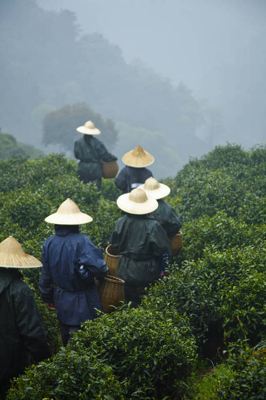 农民,竖图,彩色,室外,白天,旅游,农业,美景,山,田园,中国,图片,景观,茶园,采茶,浙江,自然,旅游胜地,景色,摄影,杭州,龙井村,茶树,自然风光,东亚,茶山,佃农,农场主,农夫,农工,乡下人,小农,庄稼人,旅行,bj174