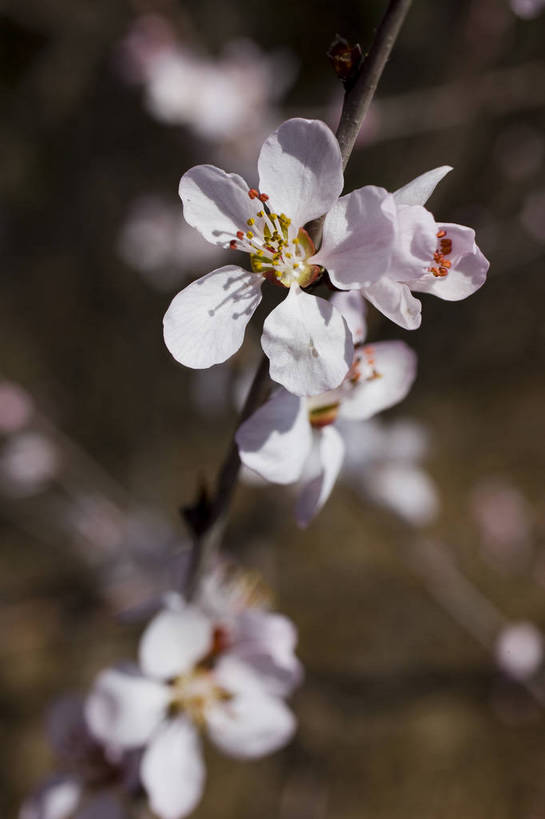 竖图,彩色,室外,特写,白天,樱花,北京,中国,局部,图片,花,花卉,自然,竖,摄影,一支,东亚,bj174