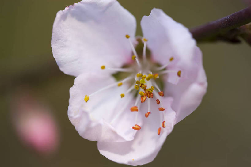 横图,彩色,室外,特写,白天,樱花,北京,中国,局部,图片,花,花朵,花卉