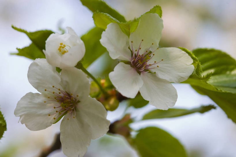 横图,彩色,室外,特写,白天,樱花,北京,中国,局部,图片,花,花朵,花卉,自然,摄影,东亚,bj174