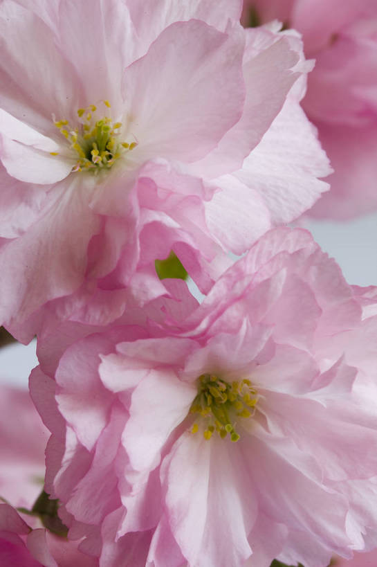 竖图,彩色,室内,特写,白天,桃花,北京,中国,局部,图片,花,花朵,花卉,自然,竖,摄影,东亚,影棚拍摄,bj174