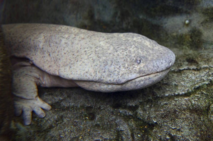 无人,横图,彩色,室外,白天,旅游,度假,名胜古迹,标志建筑,地标,建筑,香港,中国,遗迹,鱼,图片,古迹,文物,娱乐,建设,古建筑,海洋公园,动物,享受,休闲,旅游胜地,放松,可爱,珍稀动物,文明,中国文化,古文明,娃娃鱼,旅行,bj174