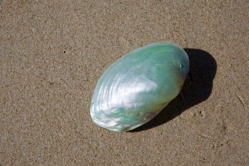 横图,彩色,室外,特写,白天,旅游,沙滩,静物,贝壳,三亚,沙子,图片,扇贝,海洋生物,海南,一个,自然,摄影,海滩,旅行,亚龙湾,bj174