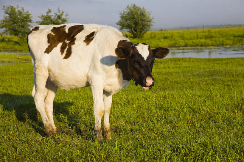 无人,横图,彩色,室外,白天,草地,草原,田园,牛,中国,亚洲,放牧,图片,白云,天空,自然,动物,蒙,摄影,风光,原野,东亚,内蒙古,中华人民共和国,华北地区,内蒙古自治区,额尔古纳,bj174