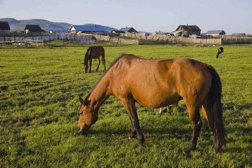 无人,横图,彩色,室外,白天,草地,草原,田园,建筑,马,中国,亚洲,放牧,图片,民居,白云,天空,自然,动物,蒙,摄影,风光,原野,东亚,内蒙古,中华人民共和国,华北地区,内蒙古自治区,额尔古纳,bj174