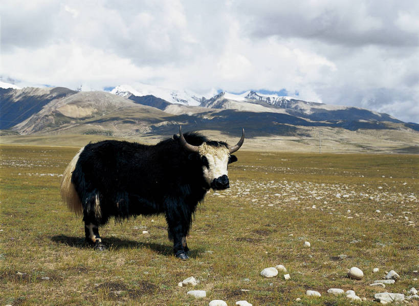 摄影师,站,横图,彩色,照片,室外,白天,旅游,草地,植物,中国,光线,云,云朵,云彩,西藏,东方,草,一只,风景,阳光,自然,动物,天,摄影,晴天,大自然,近景,自然风光,摄像师,牦牛,bj174