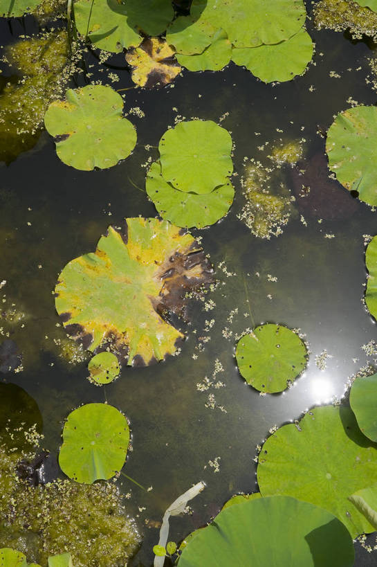 无人,摄影师,公园,竖图,俯视,彩色,室外,白天,城市,北京,中国,亚洲,枯萎,池塘,水池,荷叶,东方,阳光,摄影,晴天,水生植物,凋零,摄像师,幽静,高角度拍摄,旅行,凋败,莲花池公园,bj174