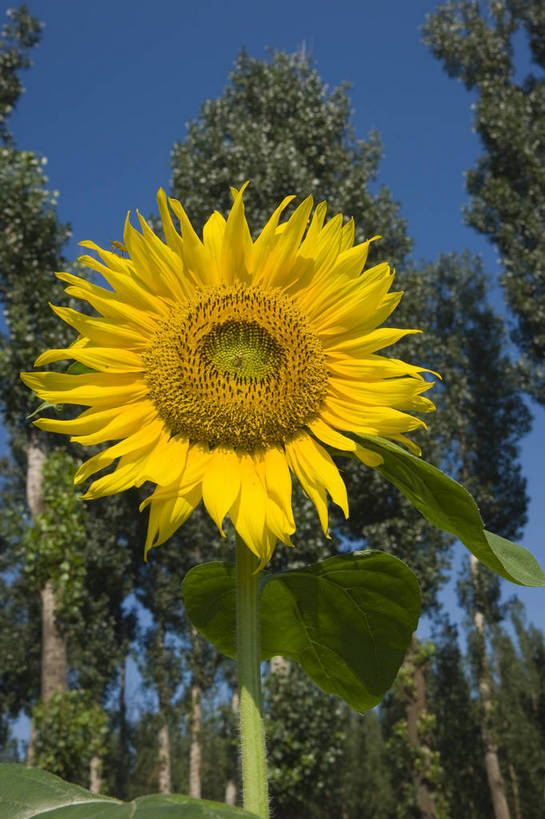 无人,摄影师,竖图,彩色,室外,白天,仰视,向日葵,生气,盛开,蓝天,阳光,花田,太阳花,活力,摄影,朝气,金黄色,晴天,生机,希望,耀眼,自然风光,无污染,生机勃勃,摄像师,bj174