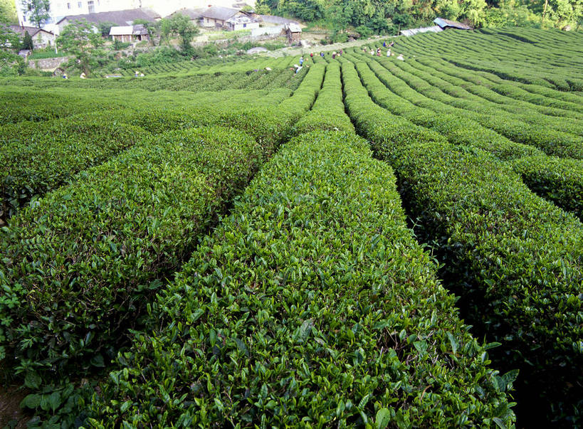 无人,横图,彩色,室外,白天,旅游,度假,美景,名胜古迹,田园,植物,茶,标志建筑,地标,建筑,重庆,中国,亚洲,种植,遗迹,图片,景观,古迹,文物,娱乐,茶园,建设,采茶,古建筑,绿色,自然,村庄,享受,休闲,旅游胜地,景色,放松,摄影,茶树,宁静,耕作,自然风光,茶场,古文明,东亚,bj174