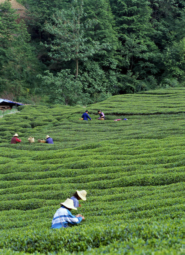 竖图,彩色,室外,特写,白天,度假,美景,田园,植物,茶,中国,亚洲,种植,工作,图片,景观,茶园,采茶,绿色,村庄,人文,摄影,茶树,耕作,茶场,东亚,湖北,湖北省,神农架,中华人民共和国,华中地区,鄂,华中屋脊,神农架林区,神农架自然保护区,林区,bj174