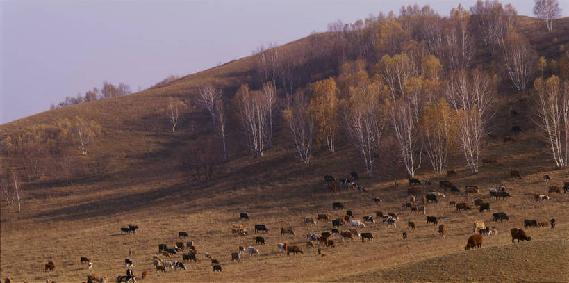 无人,横图,彩色,室外,白天,旅游,度假,草原,美景,名胜古迹,丘陵,森林,山,树林,田园,标志建筑,地标,建筑,牛,坝上,中国,亚洲,放牧,遗迹,图片,牛群,古迹,文物,娱乐,建设,古建筑,风景,蓝天,天空,自然,平原,享受,休闲,旅游胜地,放松,蒙,摄影,地理,风光,宁静,悠闲,自然风光,古文明,东亚,游牧,内蒙古,中华人民共和国,华北地区,河北,河北省,冀,内蒙古自治区,承德,承德市,秋天,丰宁县,大滩镇,坝上草原,丰宁满族自治县,京北第一草原,丰宁,bj174