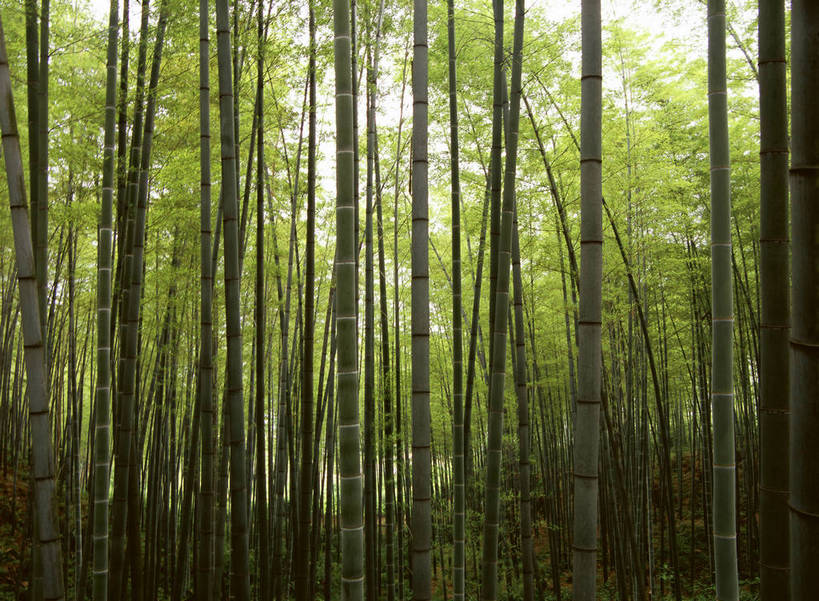 无人,横图,彩色,室外,特写,白天,旅游,度假,纯洁,美景,名胜古迹,植物,标志建筑,地标,建筑,竹子,中国,亚洲,遗迹,图片,柱子,竹林,古迹,文物,娱乐,建设,古建筑,风景,自然,享受,休闲,旅游胜地,放松,摄影,地理,风光,宁静,高雅,近景,自然风光,古文明,东亚,四川,奉献,质朴,正直,担当,竹,奋进,操守,四君子,岁寒三友,性坚,虚怀,虚心,善群,卓尔,bj174