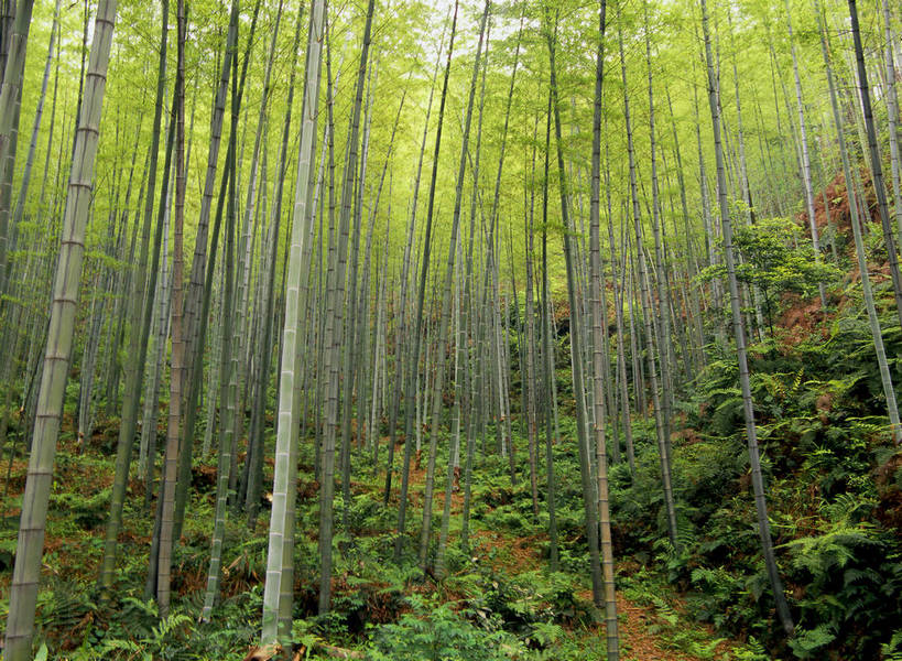 无人,横图,彩色,室外,特写,白天,旅游,度假,纯洁,美景,名胜古迹,植物,标志建筑,地标,建筑,竹子,中国,亚洲,遗迹,图片,柱子,竹林,古迹,文物,娱乐,建设,古建筑,风景,自然,享受,休闲,旅游胜地,放松,摄影,地理,风光,宁静,高雅,近景,自然风光,古文明,东亚,四川,奉献,质朴,正直,担当,竹,奋进,操守,四君子,岁寒三友,性坚,虚怀,虚心,善群,卓尔,bj174