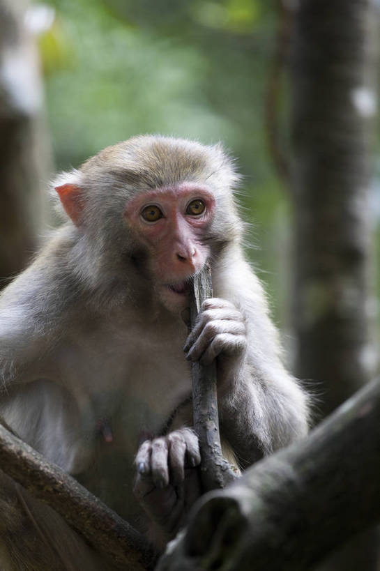 无人,竖图,彩色,室外,白天,旅游,度假,美景,名胜古迹,树林,标志建筑,地标,建筑,猴,张家界,中国,遗迹,图片,景观,古迹,文物,娱乐,建设,古建筑,天空,自然,动物,享受,休闲,旅游胜地,安静,放松,可爱,竖,摄影,风光,珍稀动物,中国文化,自然风光,猕猴,古文明,湖南,保护区,旅行,金鞭溪,bj174