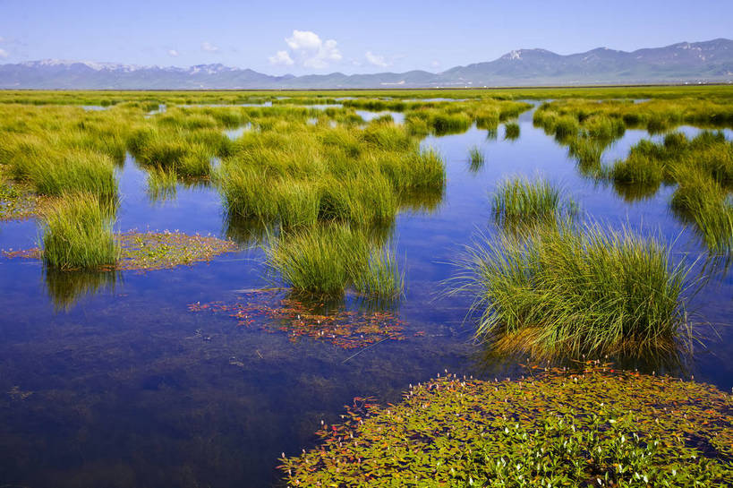 无人,横图,彩色,室外,特写,白天,旅游,度假,草原,湖,美景,名胜古迹,山脉,田园,标志建筑,地标,建筑,中国,亚洲,遗迹,图片,田野,古迹,文物,娱乐,建设,古建筑,风景,自然,平原,享受,休闲,旅游胜地,放松,摄影,地理,四川省,湿地,风光,宁静,沼泽,近景,自然风光,滩涂,古文明,东亚,甘肃,甘肃省,四川,碌曲县,郎木寺,阿坝,郎木寺镇,中华人民共和国,西南地区,阿坝藏族羌族自治州,阿坝州,川,西北地区,甘,郎木寺乡,花湖,若尔盖县,若尔盖花湖,若尔盖,bj174