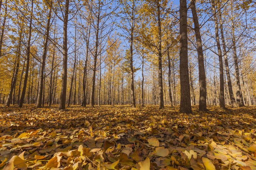 无人,横图,全景,室外,白天,正面,旅游,美景,秋季,树林,植被,植物,银杏树,叶子,北京,日光,中国,亚洲,生气,平静,景观,枯叶,落叶,东方,树,黄色,风景,蓝天,天空,自然,金色,银杏叶,景色,放松,活力,摄影,朝气,生长,晴天,生机,希望,风光,宁静,自然风光,外景,完美,叶,叶片,秋,秋天,银杏,彩图,旅行,bj174