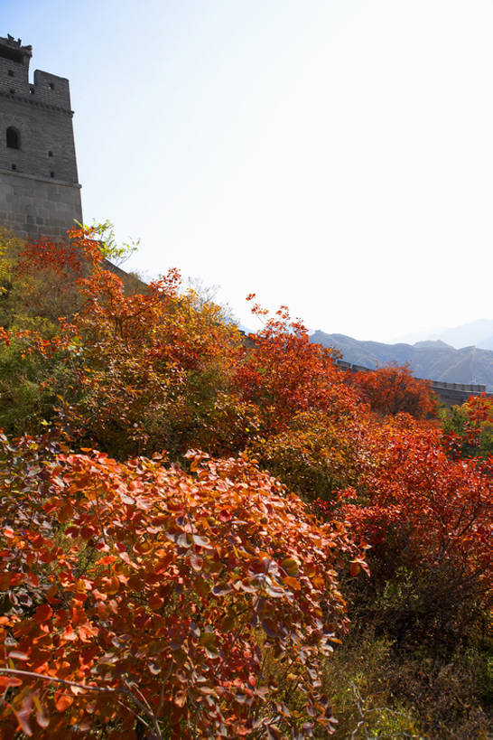 无人,竖图,室外,白天,留白,旅游,度假,探险,石头,美景,名胜古迹,山,标志建筑,地标,建筑,北京,长城,中国,亚洲,行人,游客,游人,遗迹,砖,景观,天气,古迹,历史,文物,娱乐,建设,古建筑,路人,旅客,树,树叶,风景,蓝天,自然,享受,休闲,陡峭,旅游胜地,景色,放松,摄影,环境,中国文化,自然风光,万里长城,古文明,东亚,远古,世界文化遗产,中华人民共和国,古代文明,过客,岩石,彩图,旅行,标志性建筑,bj175