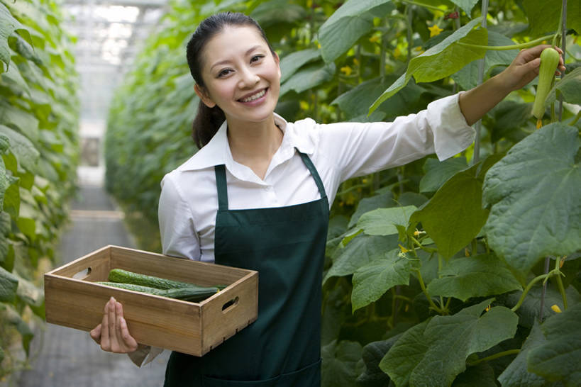 东方人,一个人,菜园,农场,笑,微笑,露齿笑,横图,白天,正面,快乐,幸福,农业,采摘,黄瓜,蔬菜,叶子,北京,中国,亚洲,仅一个年轻女性,仅一个女性,仅一个人,种植,丰富,木制,园艺,食品,温室,拿着,注视,现代,饮食,盒子,绿色,夏天,观察,看,健康,摄影,有机食品,生长,生活方式,收获,观看,察看,关注,清新,肖像,爱好,酒箱,东亚,健康食物,年轻女性,女人,女性,亚洲人,中国人,年轻人,休闲活动,半身,彩图,bj175