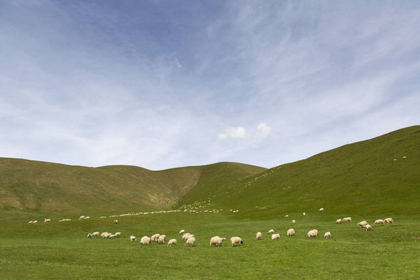 无人,农场,吃,横图,室外,白天,旅游,度假,农业,牧场,草地,草原,草坪,美景,丘陵,山,山脉,中国,亚洲,一群,许多,放牧,曲折,地形,景观,陆地,山坡,云,羊群,地面,很多,娱乐,草,绿色,风景,天空,自然,动物,平原,享受,休闲,景色,放松,摄影,牲畜,生长,宁静,环境,生态,清新,自然风光,东亚,地貌,甘肃省,丝绸之路,张掖,坎坷,崎岖,地质学,自然地理,山羊,绵羊,嚼,食,彩图,旅行,祁连山,广角,bj175