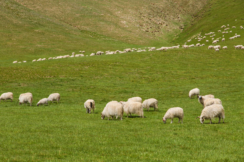 无人,农场,吃,横图,室外,白天,旅游,度假,农业,牧场,草地,草原,草坪,美景,丘陵,山,山脉,中国,亚洲,一群,许多,放牧,曲折,地形,景观,陆地,山坡,羊群,地面,很多,娱乐,草,绿色,风景,自然,动物,平原,享受,休闲,景色,放松,摄影,牲畜,生长,宁静,环境,生态,清新,自然风光,东亚,地貌,甘肃省,丝绸之路,张掖,坎坷,崎岖,地质学,自然地理,山羊,绵羊,嚼,食,彩图,旅行,祁连山,广角,bj175