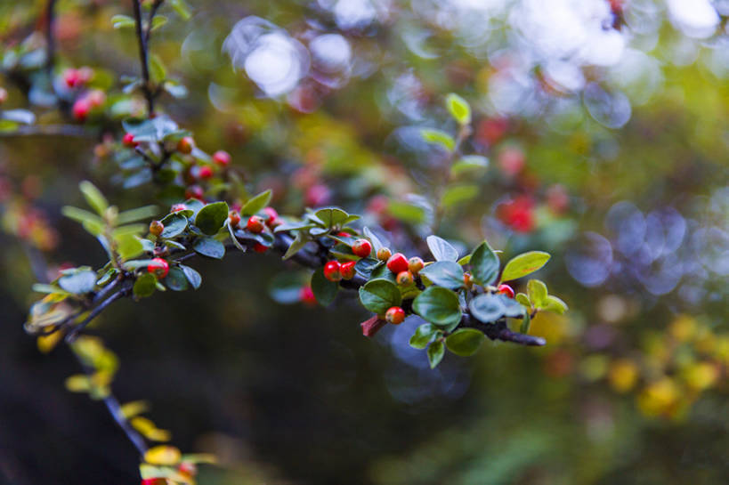 无人,横图,室外,白天,旅游,度假,美景,植物,水果,中国,亚洲,景观,娱乐,林芝,西藏,树,树叶,树枝,红色,绿色,风景,自然,享受,休闲,景色,放松,摄影,生长,清新,自然风光,东亚,西藏自治区,青藏高原,彩图,全画幅,卡定沟,卡定天佛瀑布,bj175