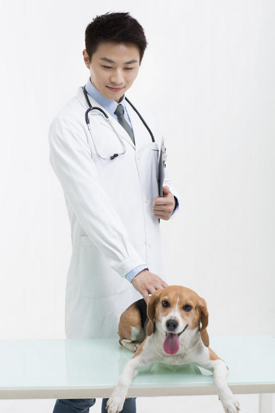 宠物医生给狗做检查