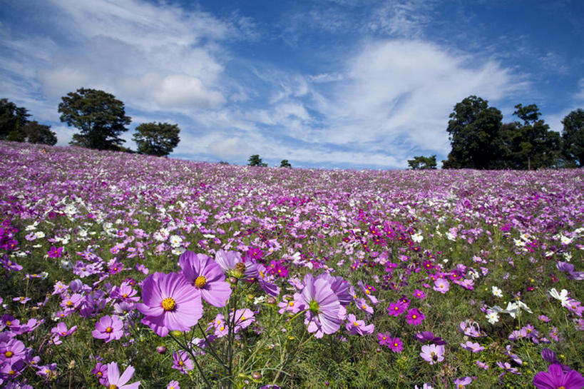 白天,旅游,度假,花海,花圃,美景,植物,叶子,亚洲,盛开,地形,景观,田地,云,花蕾,娱乐,花,花瓣,花朵,花卉,鲜花,粉色,绿色,风景,天空,自然,花丛,花束,花田,花苞,花蕊,享受,休闲,景色,放松,大波斯菊,自然风光,秋天,彩图,bj175