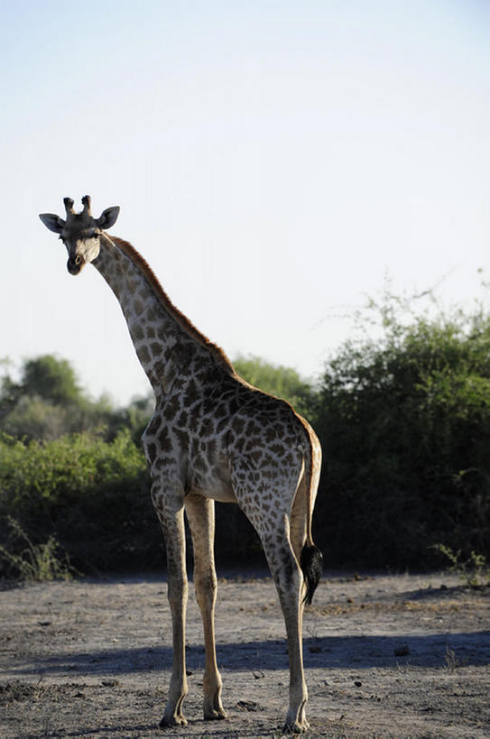 无人,跑,竖图,室外,白天,草原,哺乳动物,长颈鹿,野生动物,非洲,坦桑尼亚,世界遗产,草,一只,风景,自然,动物,站着,摄影,曼雅拉湖国家公园,塞伦盖蒂国家公园,彩图,bj175
