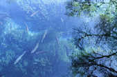 tkf001_389785