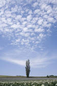 tkf001_798047