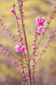 tkf001_555090