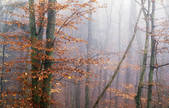 tkf001_652024