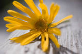 tkf001_703131