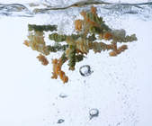 tkf003_262806