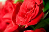 tkf003_393080